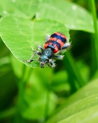 Macro photos de petites bêtes à Loches