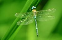 Libellules et papillons à Loches