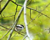 Les oiseaux à l'aube à Loches