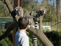 Stage "mini-soigneur" à Asson