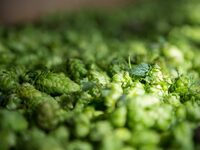 Exposition : Du houblon à l'esprit de la bière à Truchtersheim