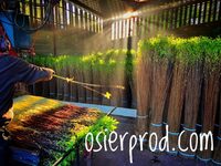 Visite d'une exploitation productrice d'osier "la pèlerie" à Saché