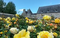 Roses en fête au château de Montfort à Remilly-sur-Lozon