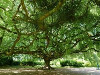 Ciné-débat - Les arbres remarquables à Phalsbourg