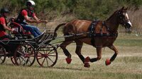 Concours d'attelage amateur, élevage, club à La Celle-Condé