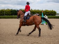 Concours de Saut d'Obstacles - ACEVA à La Celle-Condé