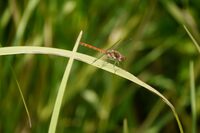 Libellules, toute en légèreté... à l'Étang de Beaumont à Neung-sur-Beuvron