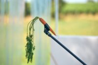 Stage | Découverte d'un texte classique - "Cyrano, Rostand et vous" à Bergerac