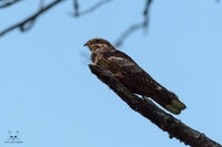 sortie crépusculaire à la recherche de l'engoulevent d'Europe à Châtellerault