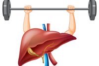 Soutenir le foie - Renaitre au printemps à Saint-Pierre-de-Frugie