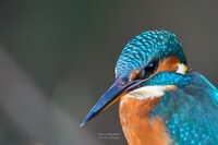 Rencontre artiste : Pierre Laborde à Bélus