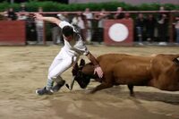 Course de vaches à Hasparren