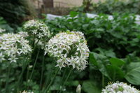 Jardinons ! Atelier "Cultiver, multiplier, cuisiner, les Alliums" à Rouen