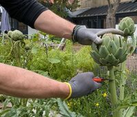 Jardinons ! Atelier "Cultiver ses légumes perpétuels" à Sotteville-lès-Rouen