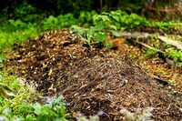 Jardinons ! Valoriser les déchets du jardin grâce à la technique des lasagnes à Bihorel
