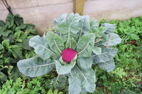 Jardinons ! Légumes d'hiver en recettes modernes à Rouen