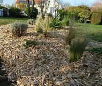 Jardinons ! Mon massif "Zéro arrosage" à Rouen