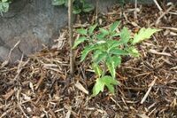 Compostage et gestion des ressources au jardin (1) à Saint-Étienne-du-Rouvray