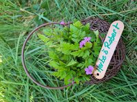 Balade botanique à Le Mans