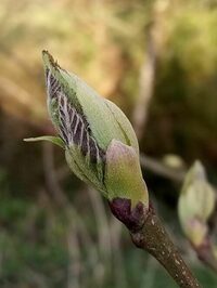Atelier cueillettes de bourgeons et fabrication de macérats à La Vraie-Croix