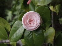 Visite découverte du jardin botanique à La Tronche