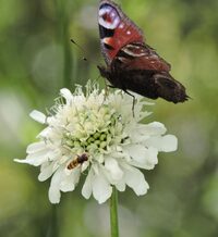 Découverte du jardin "Le Quenti", des animaux, de la nature à Saint-Remy-la-Calonne