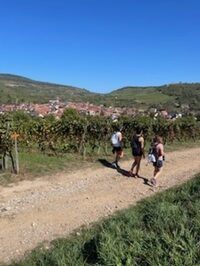 Marche gourmande du Printemps au Bollenberg à Westhalten