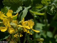 Initiation et découverte des plantes sauvages comestibles et médicinales à Zetting