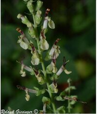 Présentation de l'écosystème forestier, des plantes sauvages avec des contes loc à Zetting