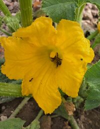 Découverte du jardin partagé des Cordeliers et animations à Sézanne