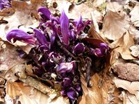 Balade nature autour du Château à Moustier-Ventadour