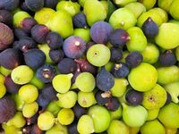 La Figoulade, fête de la figue de Vézénobres à Vézénobres