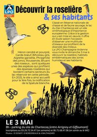 Découvrir la roselière et ses habitants à Giffaumont-Champaubert