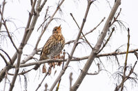 Chant des oiseaux à Argentan