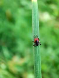 Tiques et Compagnie à Athis-Val-de-Rouvre