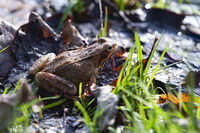 Des dragons dans le bocage à Putanges-le-Lac