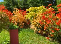 Découverte ou redécouverte du Jardin du Pré en Bulle à Jabreilles-les-Bordes