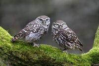 Rendez-vous nature (causerie et promenade) / Chouettes, hiboux, chauves-souris e à Nogent-le-Rotrou