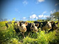 À la rencontre de nos cochons plein air à Préaux