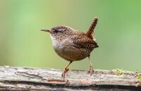 Formation Chants d'oiseaux à Bessais-le-Fromental