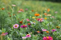 Fête du printemps au Centre Alzheimer Montvaillant à Boisset-et-Gaujac