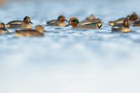 Découverte de la Réserve avec un guide naturaliste aux Marais du Vigueirat à Arles