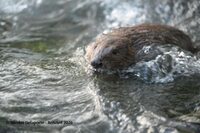 Découverte du Castor Ardennais en vallée de la Meuse à Douzy