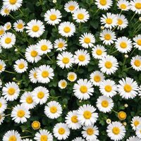 La Machine à poèmes à Pessac