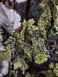 Lichens, un monde fantastique ! à Athis-de-l'Orne