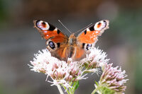 Papillonnages à Montormel à Coudehard