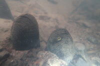 Un trésor dans la Rouvre à Athis-Val-de-Rouvre