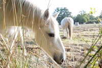 Contes au marais à Briouze