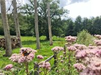 Attrape-moi si tu peux ! à Briouze