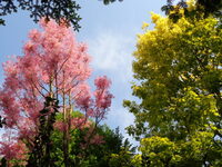 Visite guidée découverte du parc arboré à Drucourt